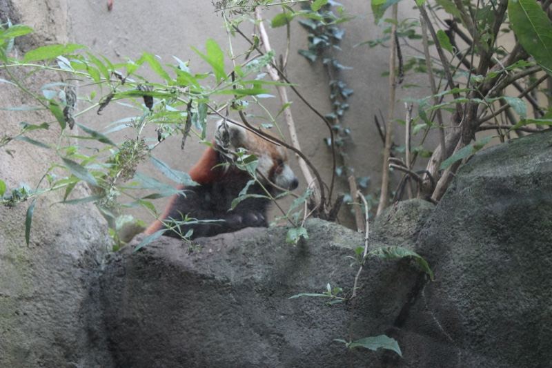 Red Panda Resting on Rocks