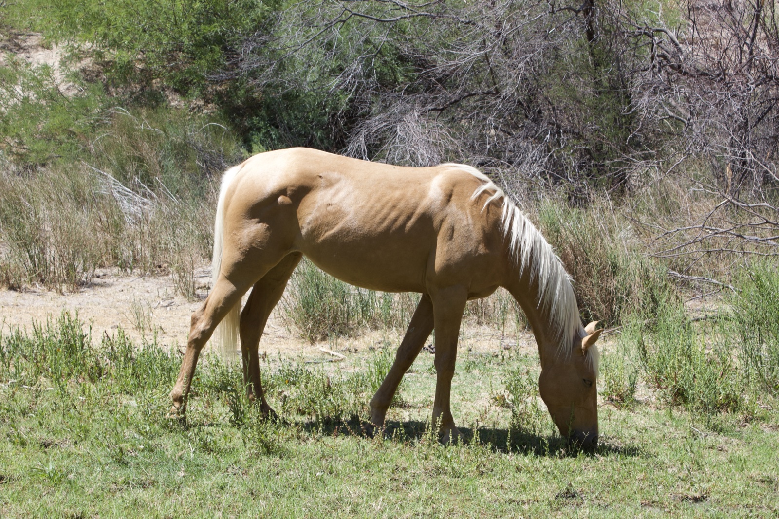 Palomino Horse Grazing in Grassland