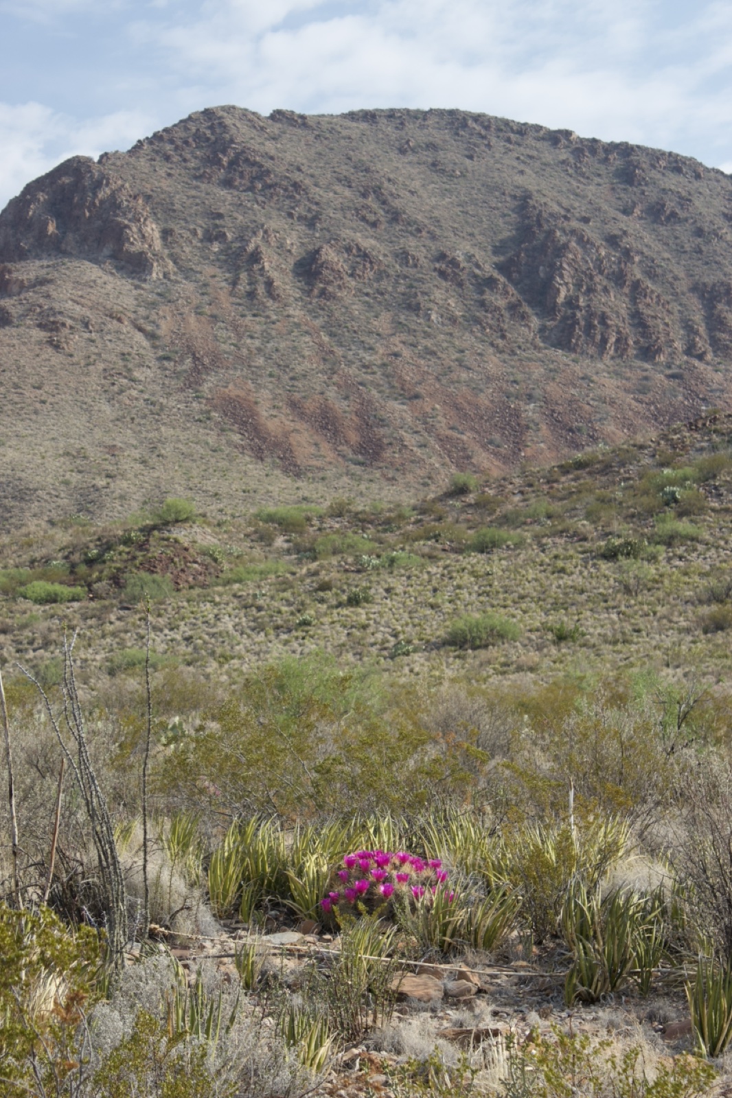 Desert Mountain with Pink Wildflowers