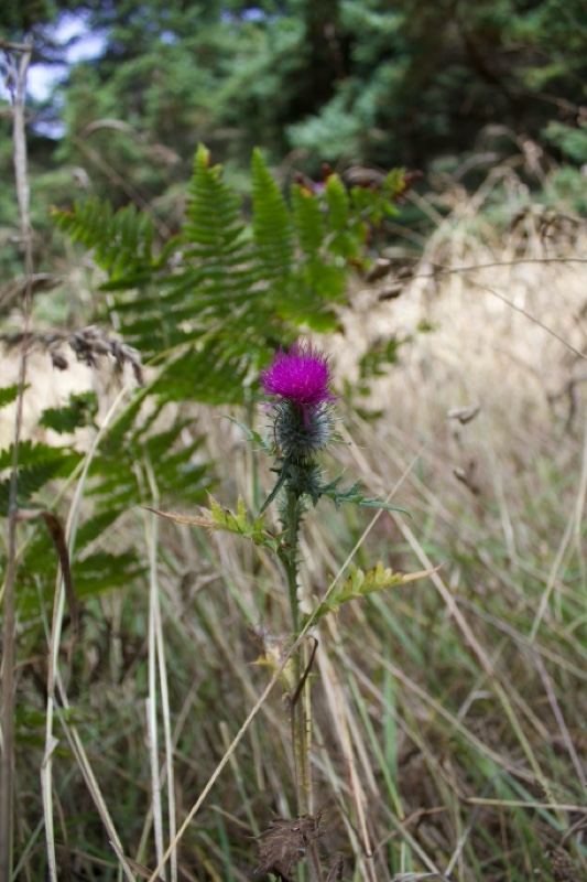 Purple Thistle Among Ferns in Grass