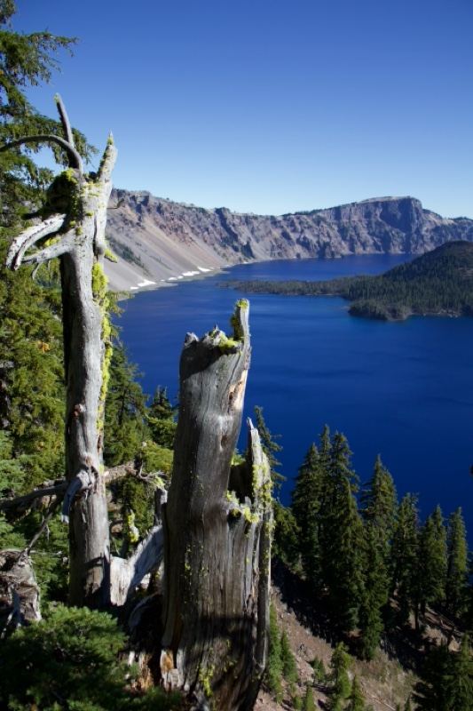 Dead Snag Overlooking Crater Lake