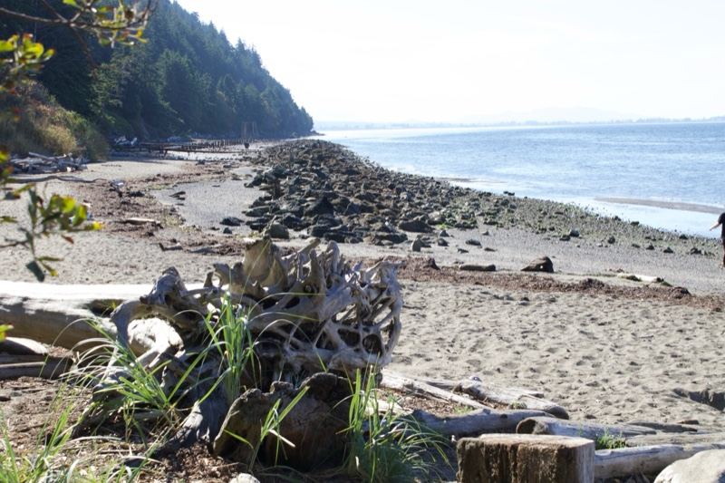 Coastal Beach with Driftwood and Forest