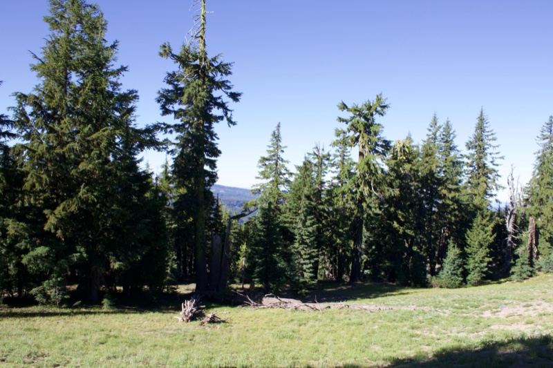 Conifer Forest Clearing Under Clear Sky