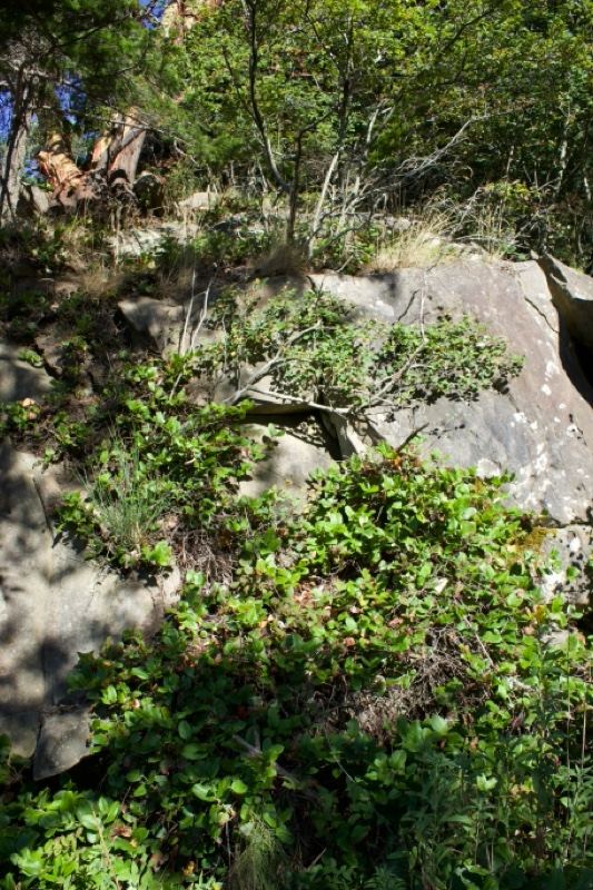 Rocky hillside with green shrubs
