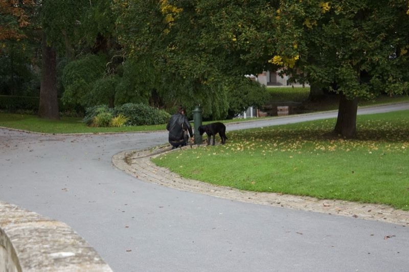 Park Path with Dog Walker