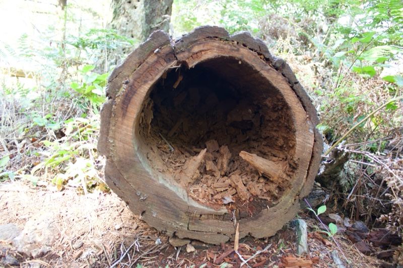 Hollowed Fallen Tree Trunk in Forest