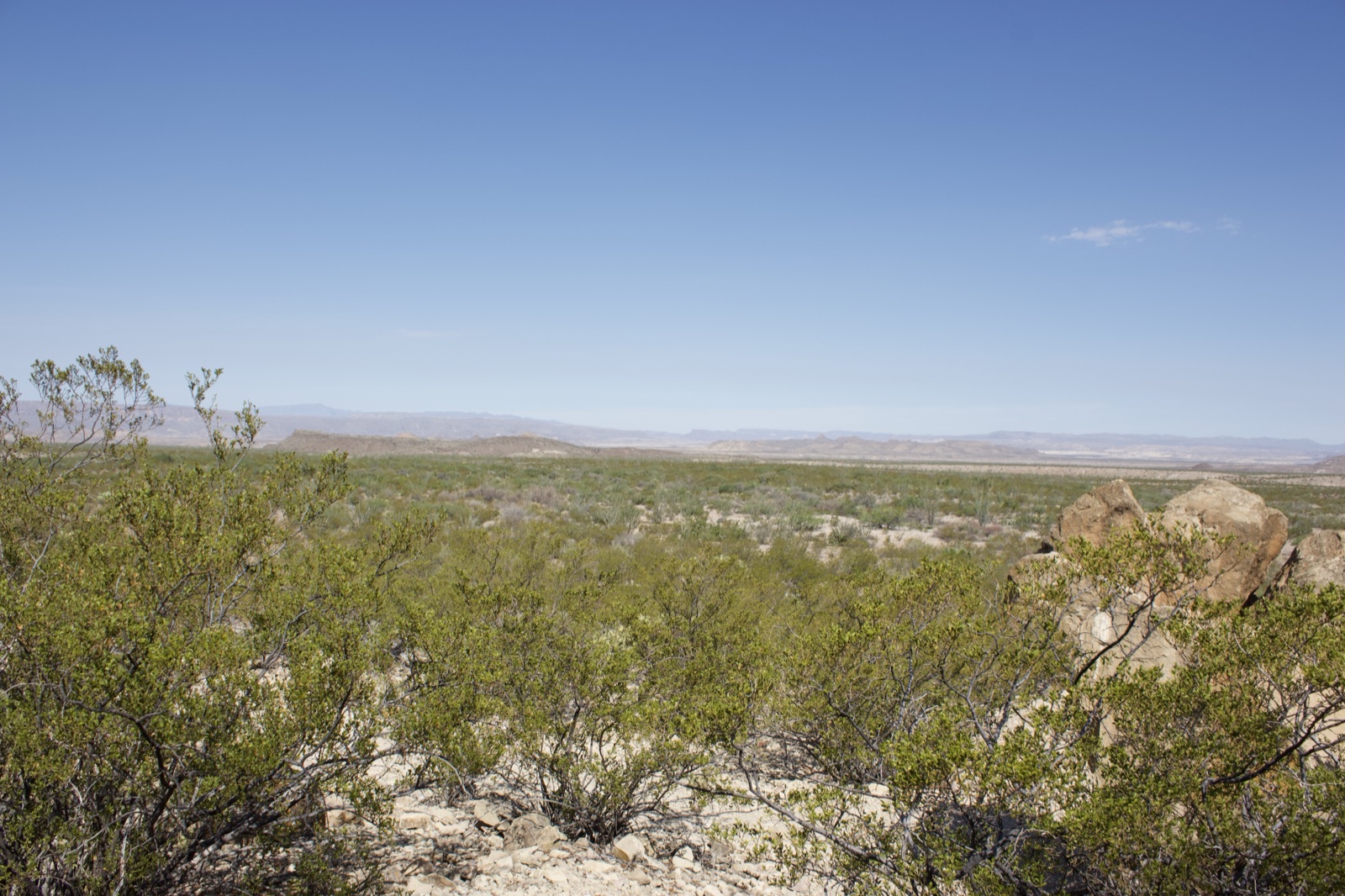 Desert scrub landscape under clear sky