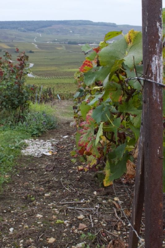 Vineyard Row Over Rolling Hills
