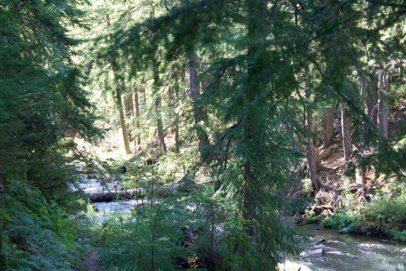 Forest River Through Dense Evergreen Trees