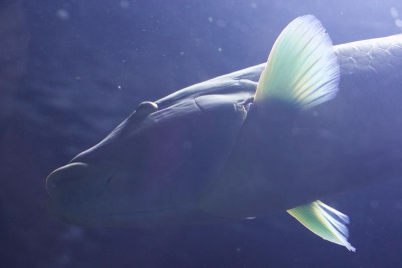 Giant Arapaima Fish Underwater Profile