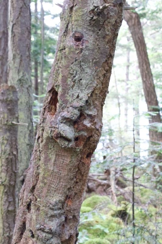 Damaged Tree Trunk in Forest
