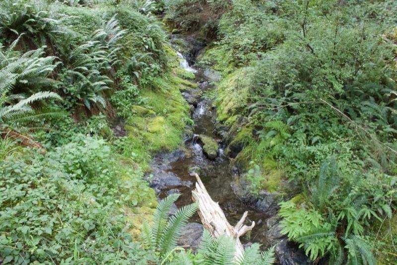 Forest Stream Through Lush Green Ravine