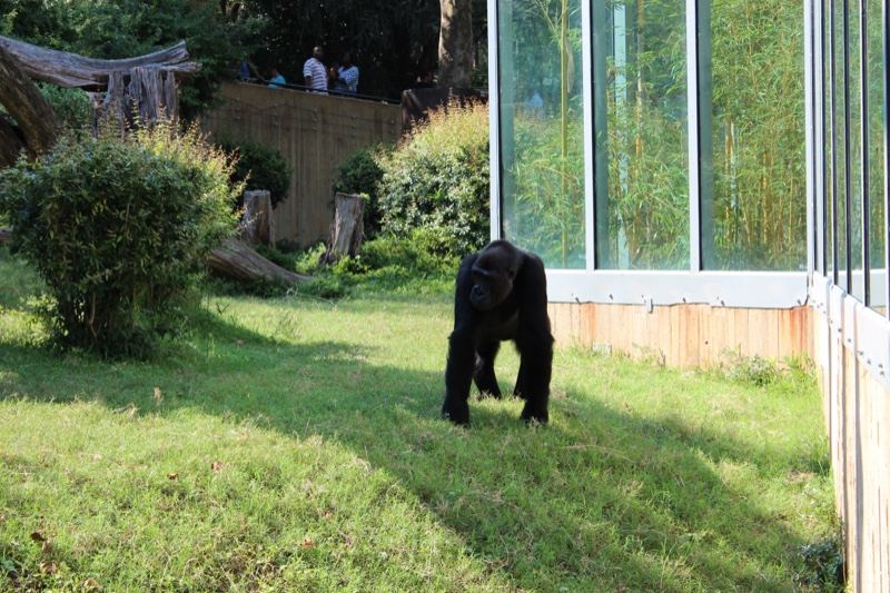 Gorilla Walking in Zoo Enclosure