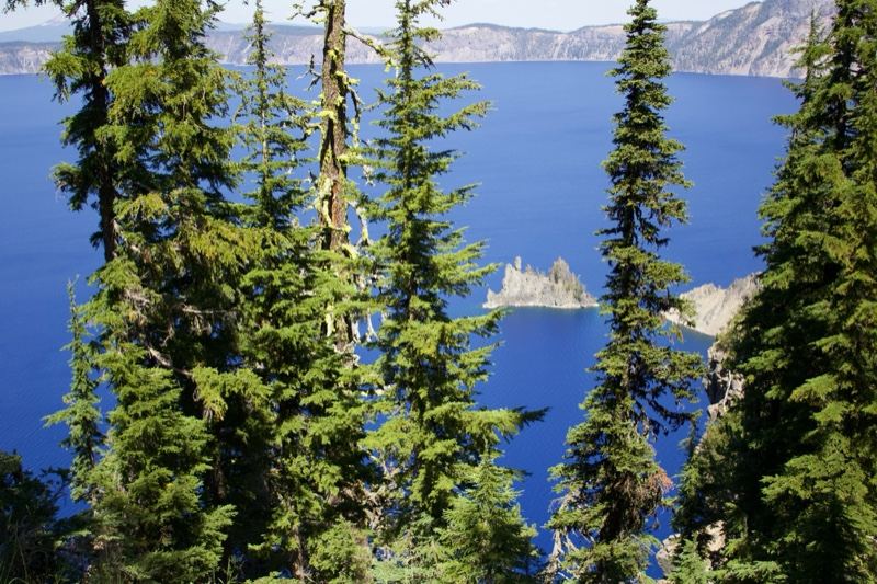 Crater Lake Through Pine Trees