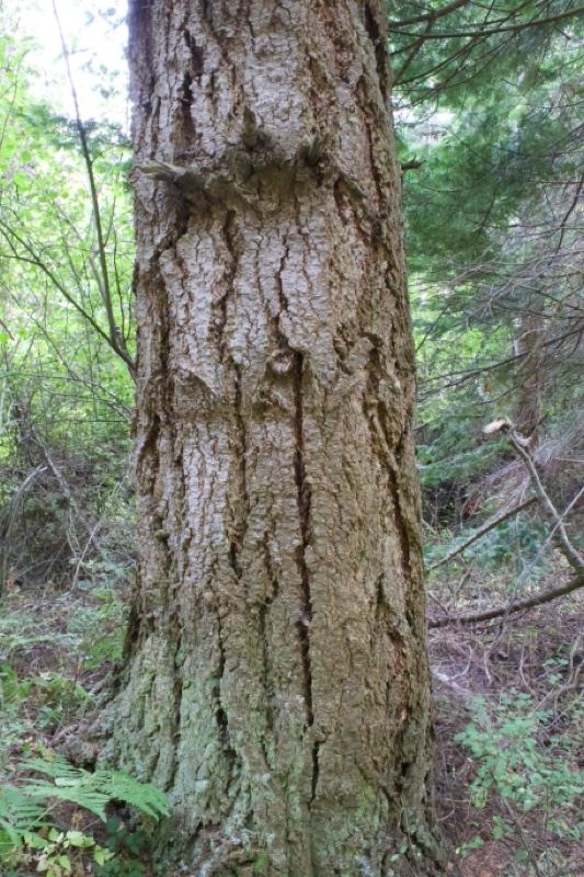 Douglas fir trunk in forest