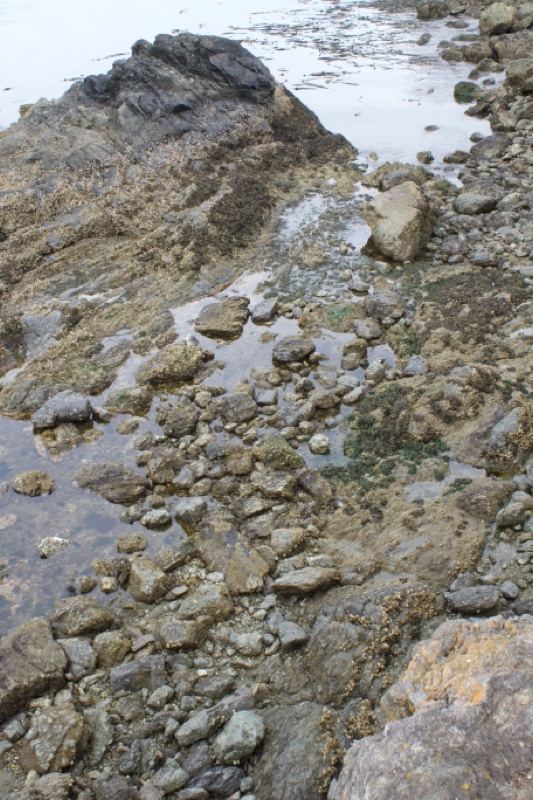 Rocky Coastal Shore at Low Tide