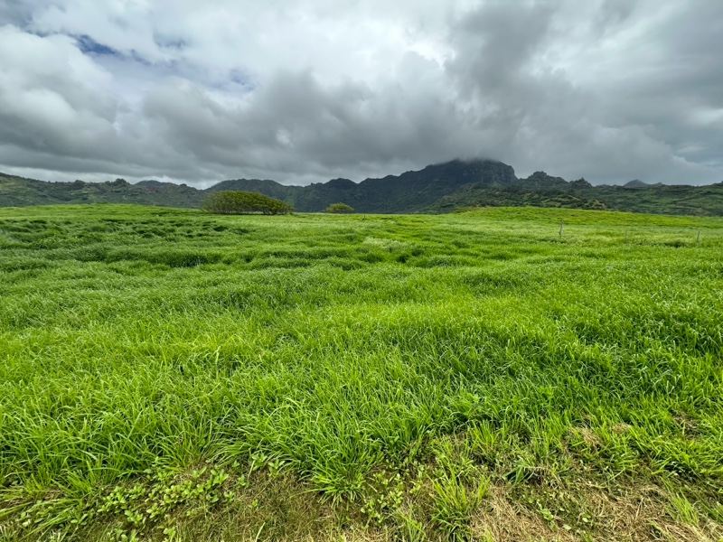Lush Green Field Under Cloudy Sky
