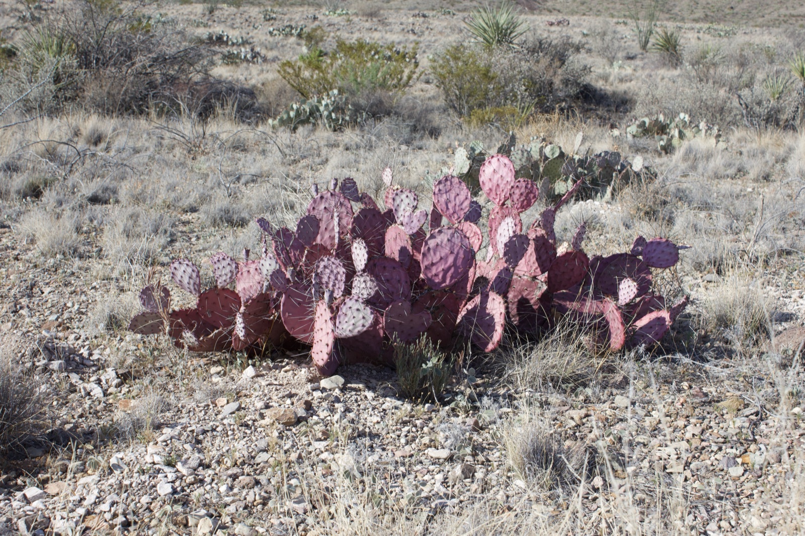 Purple Prickly Pear in Desert