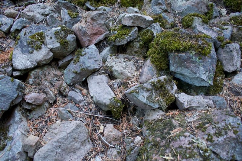 Moss Covered Rocks on Forest Floor