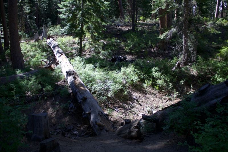 Fallen Log in Sunlit Forest Trail