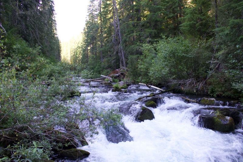 Mountain Stream Rapids in Forest