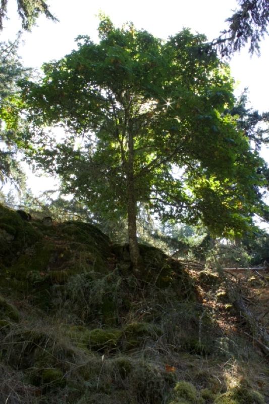 Solitary Tree on Mossy Hillside