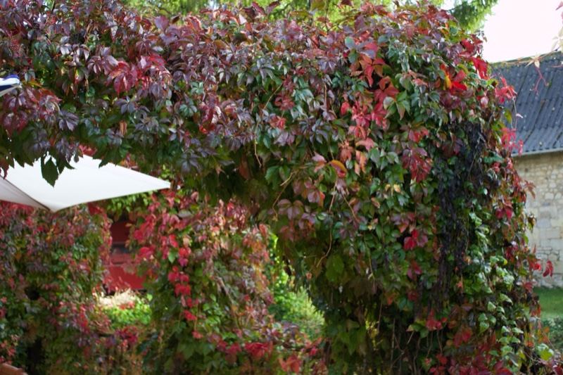Autumn Vine Arch Garden