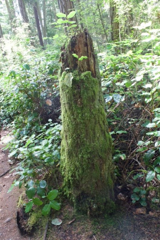 Moss Covered Tree Stump Forest