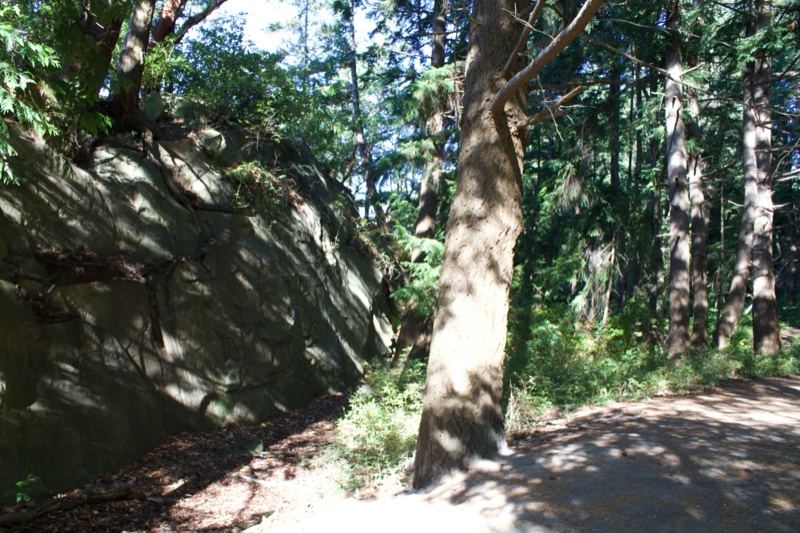 Sunlit Forest Path Beside Rock