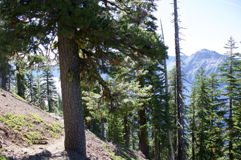 Pine Tree on Mountain Forest Trail