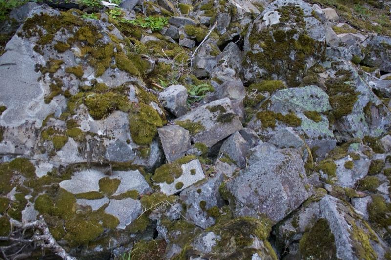 Moss Covered Rocks Close Up