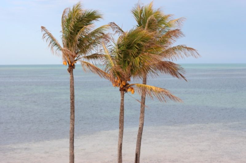 Three Palm Trees by Tropical Shore