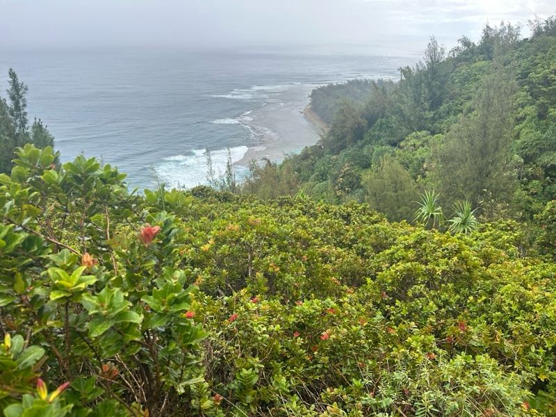 Lush Coastal Overlook Ocean View