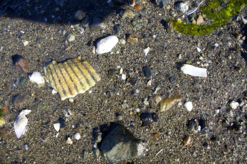 Seashells on Wet Sandy Beach