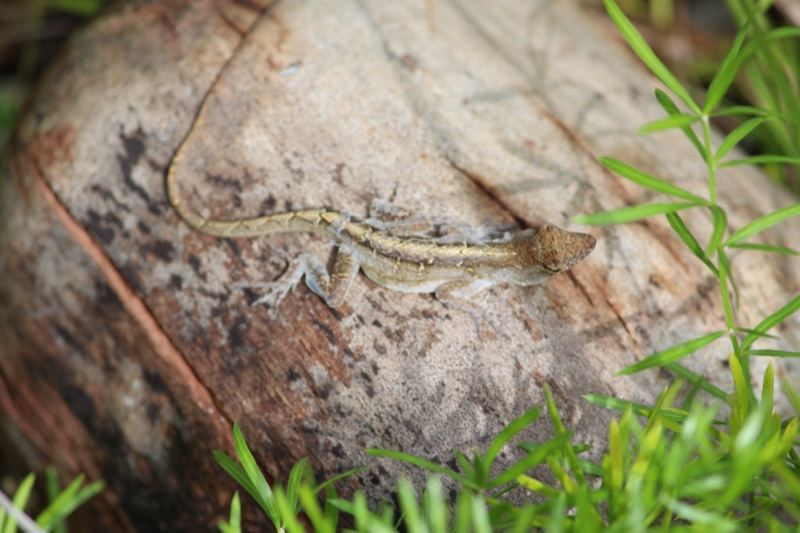 Lizard Camouflaged on Coconut Husk