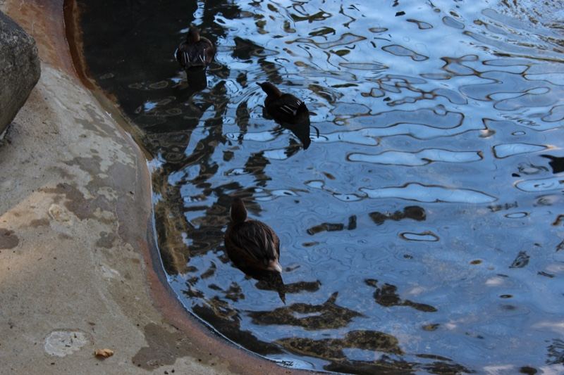Ducks Swimming in Pond Near Concrete Edge