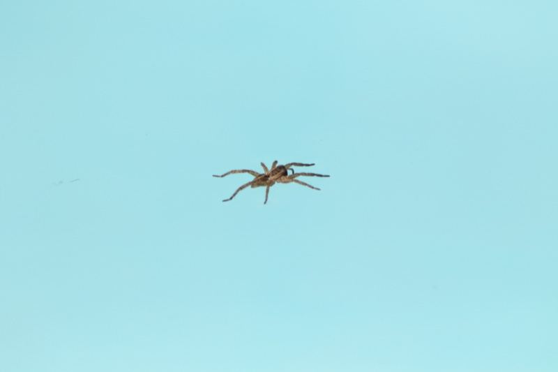 Spider Against Light Blue Background