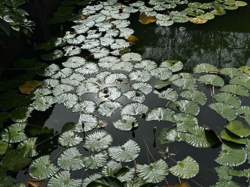 Lily pads floating on dark pond