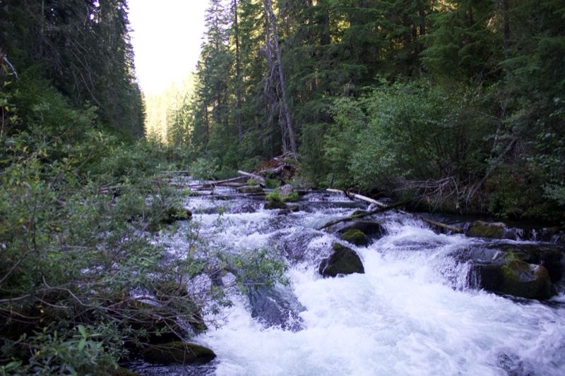 Mountain River Rapids Through Forest