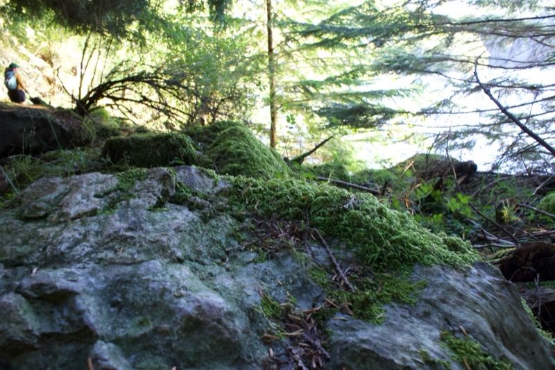 Moss Covered Rock in Forest