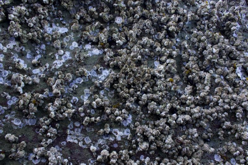 Dense Barnacles on Rocky Shore