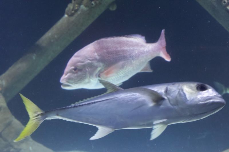 Two fish in aquarium underwater