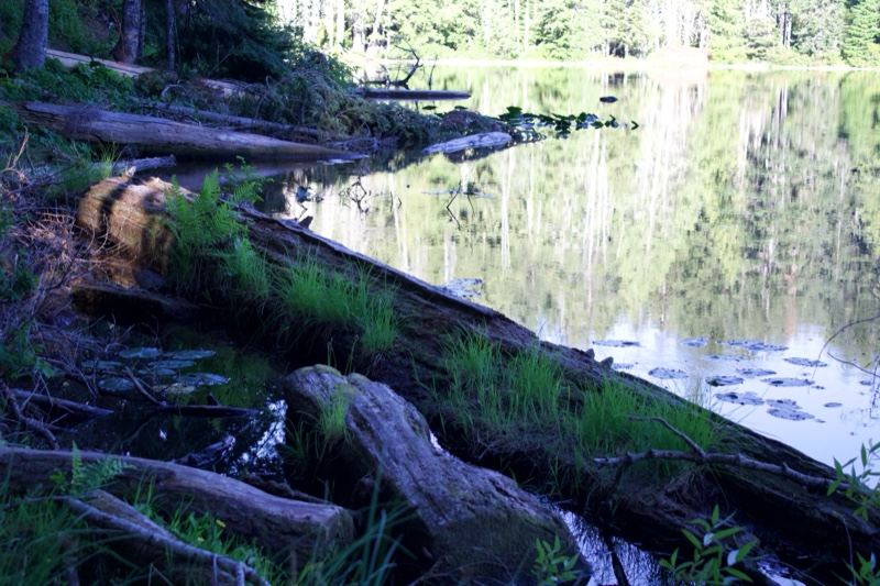 Fallen Logs on Forest Lake Shore