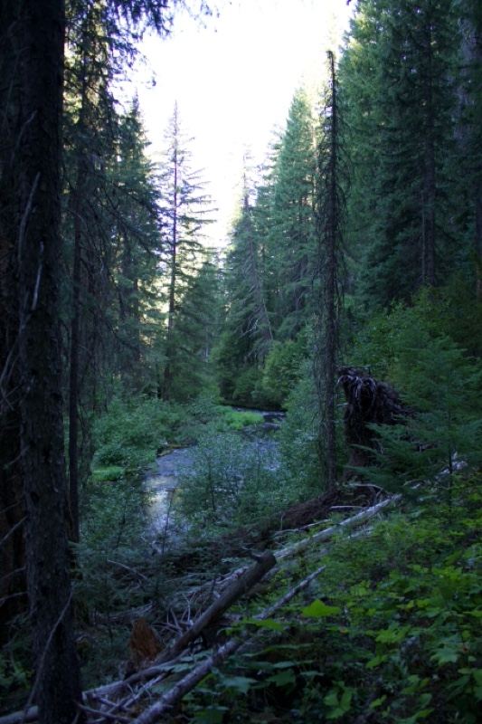 Forest Stream in Dense Woodland