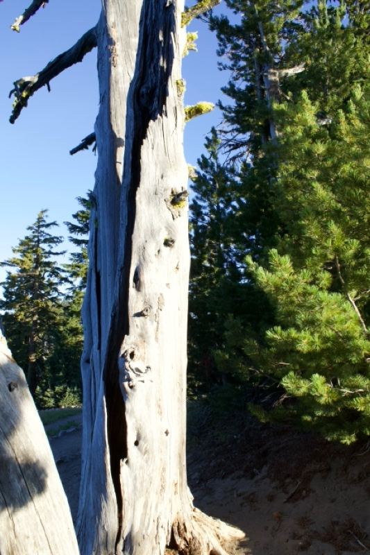 Weathered White Snag in Conifer Forest