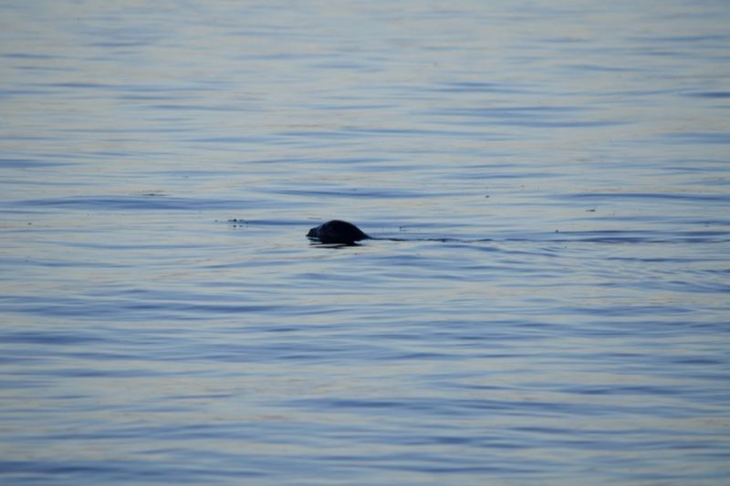 Seal Surfacing on Calm Water