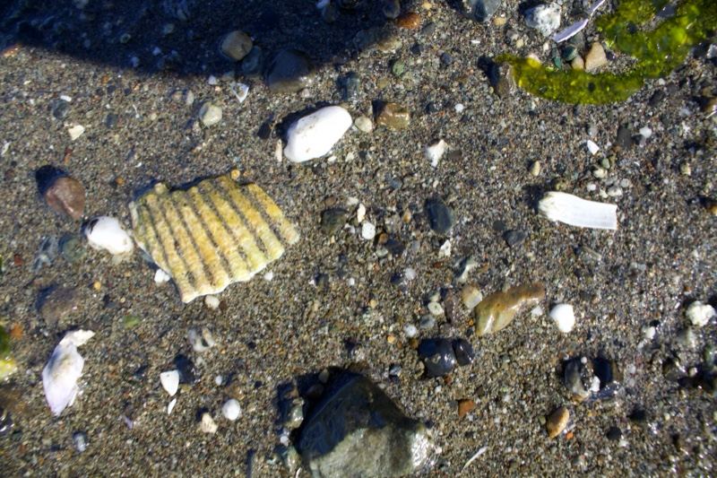 Seashells on Sandy Beach