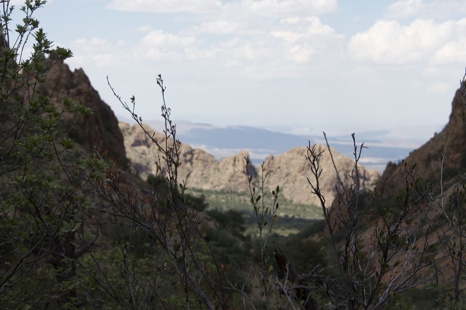 Rugged Canyon View Through Desert Shrubs