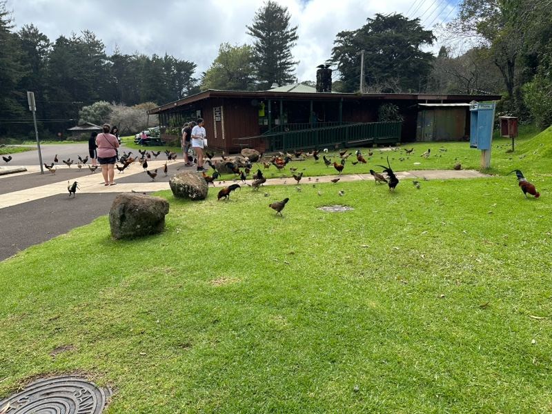 Birds foraging on grass near building
