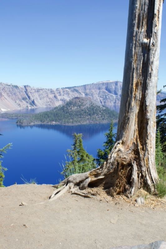 Crater Lake Vista with Dead Tree
